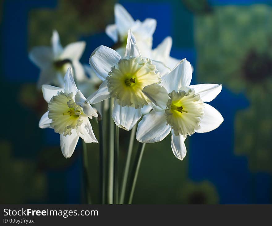 Bunch of spring flowers, tender narcissus. Bunch of spring flowers, tender narcissus