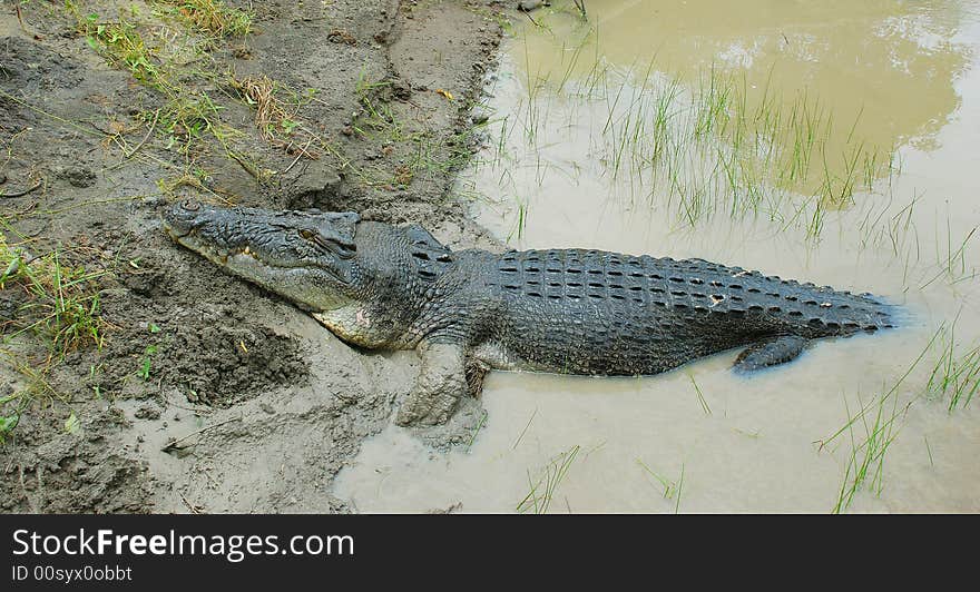 A crocodile on the banks of the Adelaide River Australia.