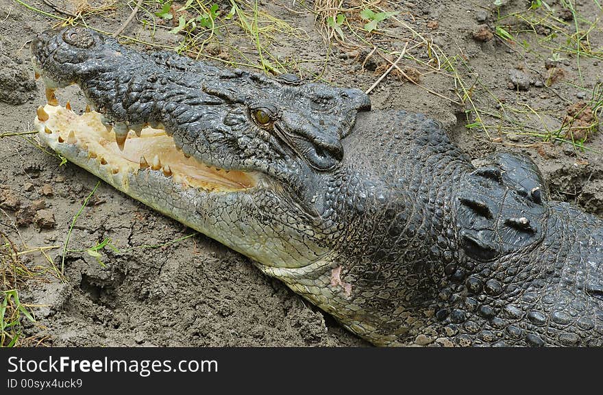 A crocodile on the bank of the Adelaide River. A crocodile on the bank of the Adelaide River.