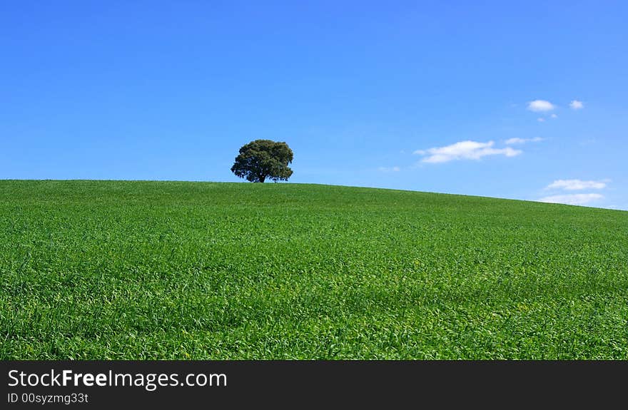 Isolated tree in the green field. Isolated tree in the green field.