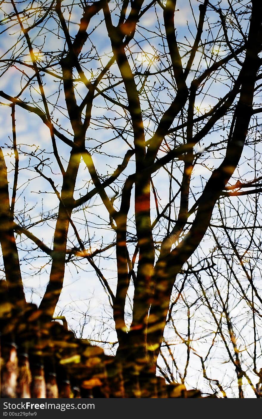 Trees reflected in water with colorful cobble in water, beatiful colors in the image