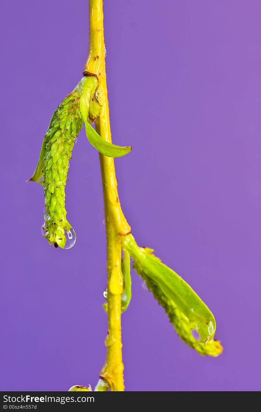 Rain drops on a willow flower. Rain drops on a willow flower