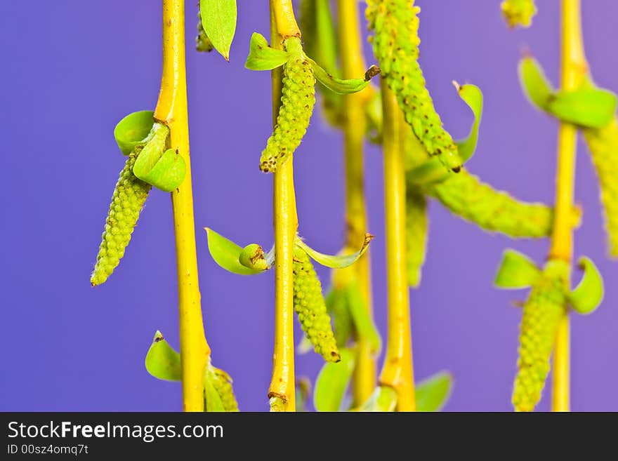 Willow flowers on a purple background