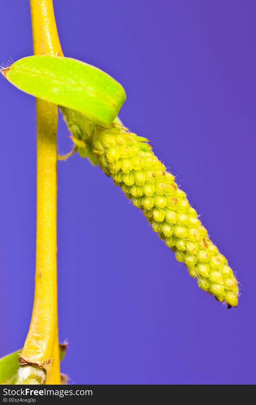 Willow flower