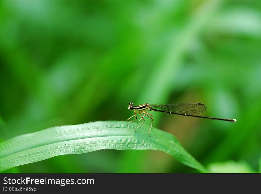 Damselflies on a stem with green background. a close up photography. Damselflies on a stem with green background. a close up photography.