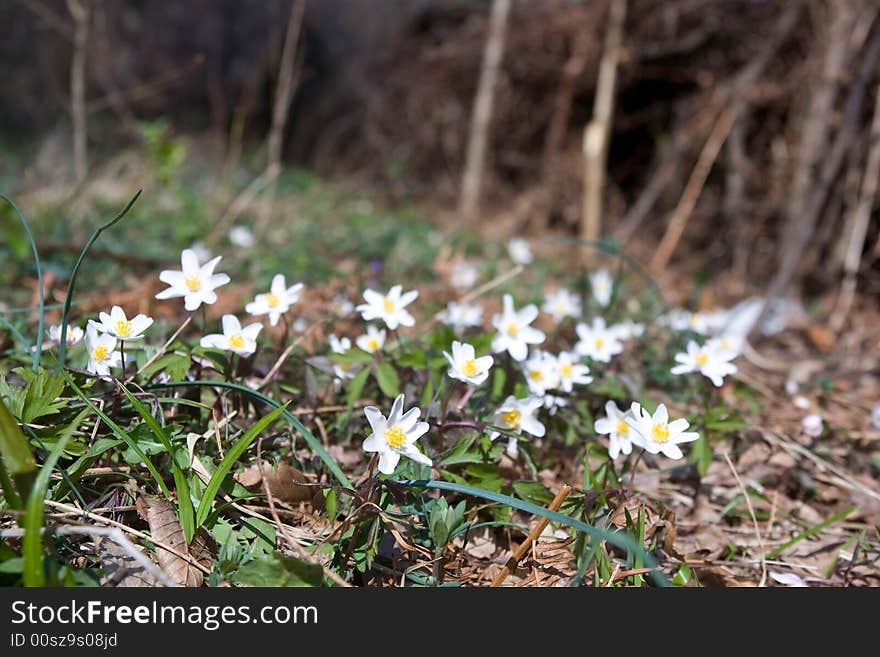 White Flowers