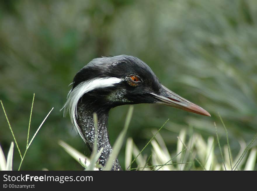 Black crane at Bali bird park