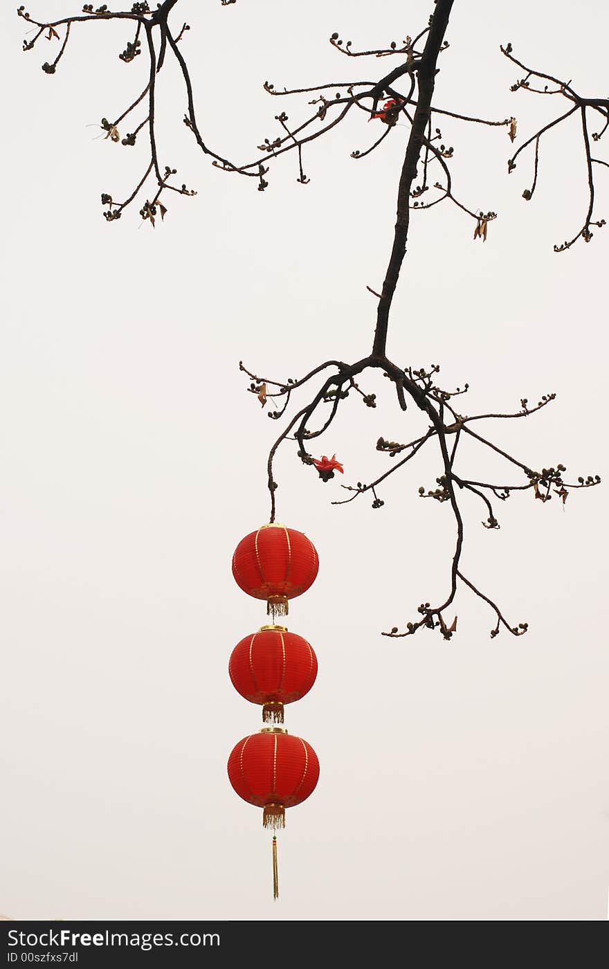 The laterns and ceiba flowers