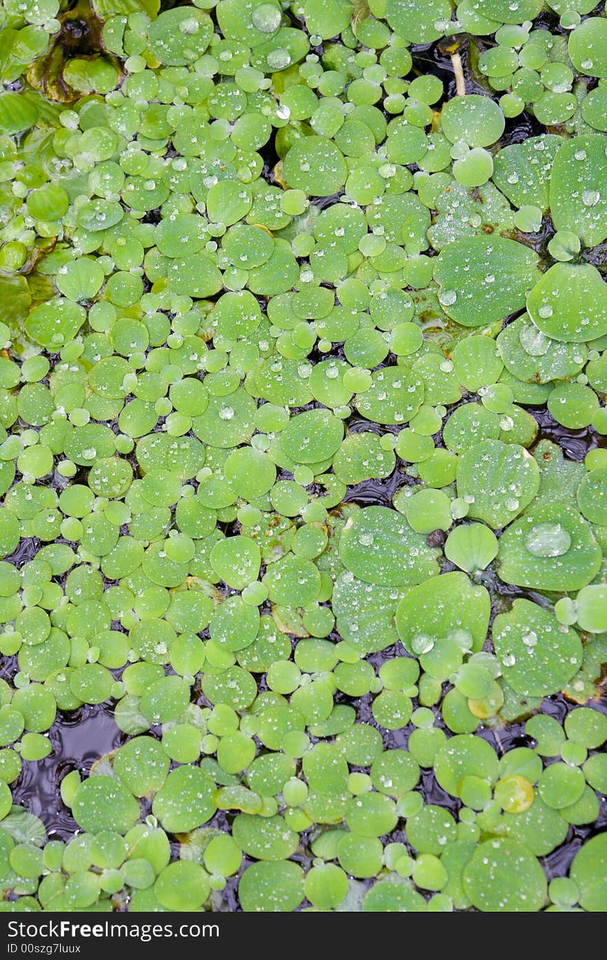 Close-up small green leaves on surface the water