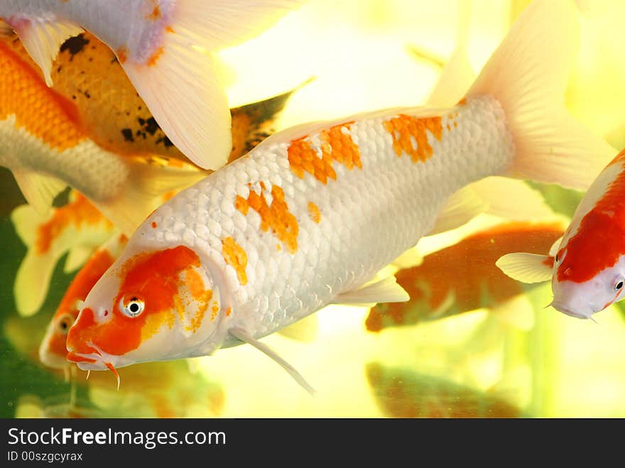 Several shiny colorful kois swim carfree in  the pure water of an aquarium.