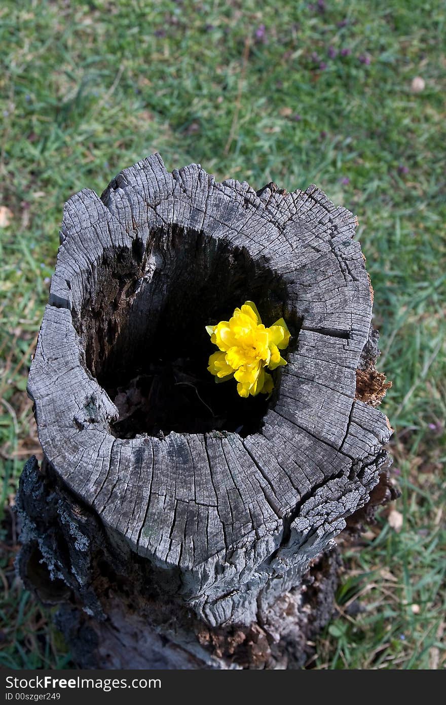 Single flower in the tree stump close up. Single flower in the tree stump close up