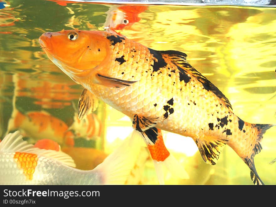 A swarm of Japanese koi carps swim freely in the aquarium,Chinese brocaded carps. A swarm of Japanese koi carps swim freely in the aquarium,Chinese brocaded carps.