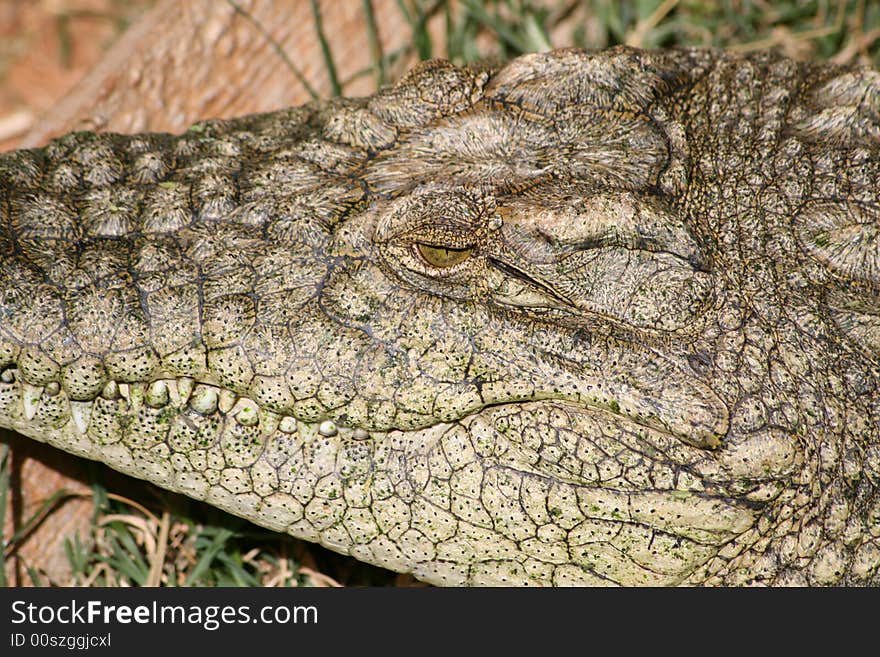 Nice detailed shot of Nile crocodile in Africa showing texture and eye detail. Nice detailed shot of Nile crocodile in Africa showing texture and eye detail