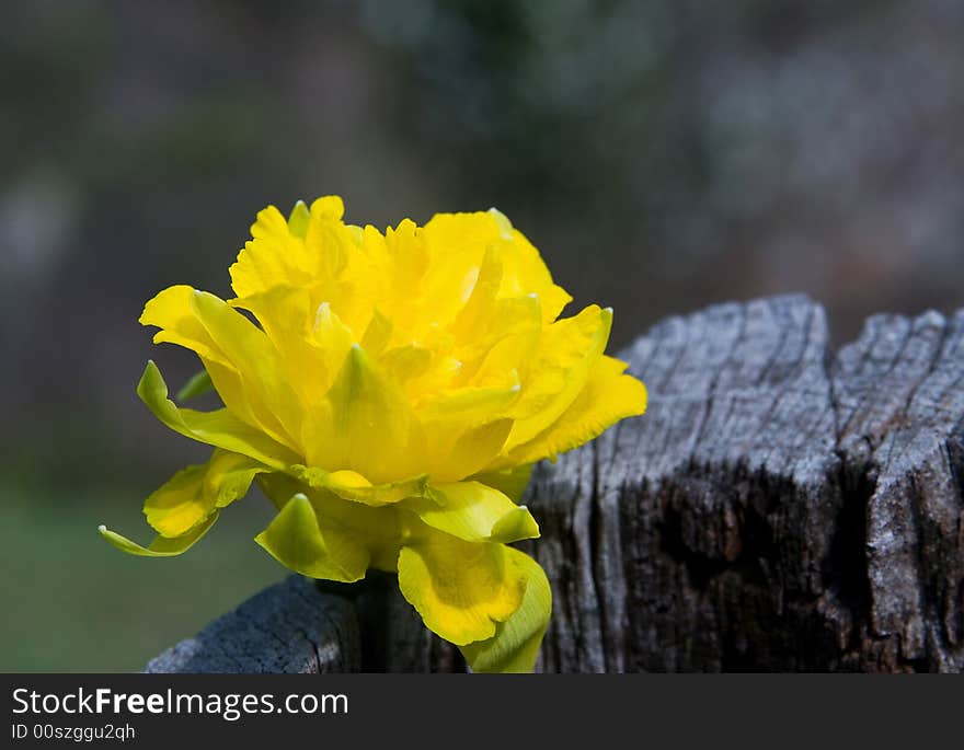 Single yellow spring flower at the tree stump