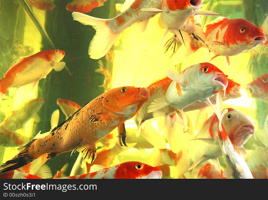 A swarm of brocaded carps swim freely and leisurely in a glass aquarium. A swarm of brocaded carps swim freely and leisurely in a glass aquarium.