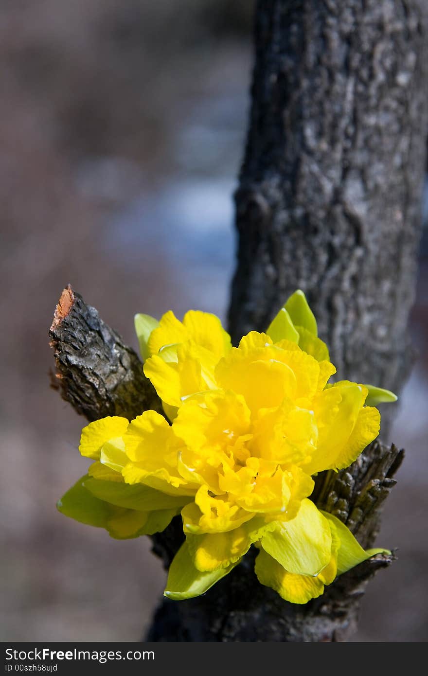 Single yellow flower put between two tree branches