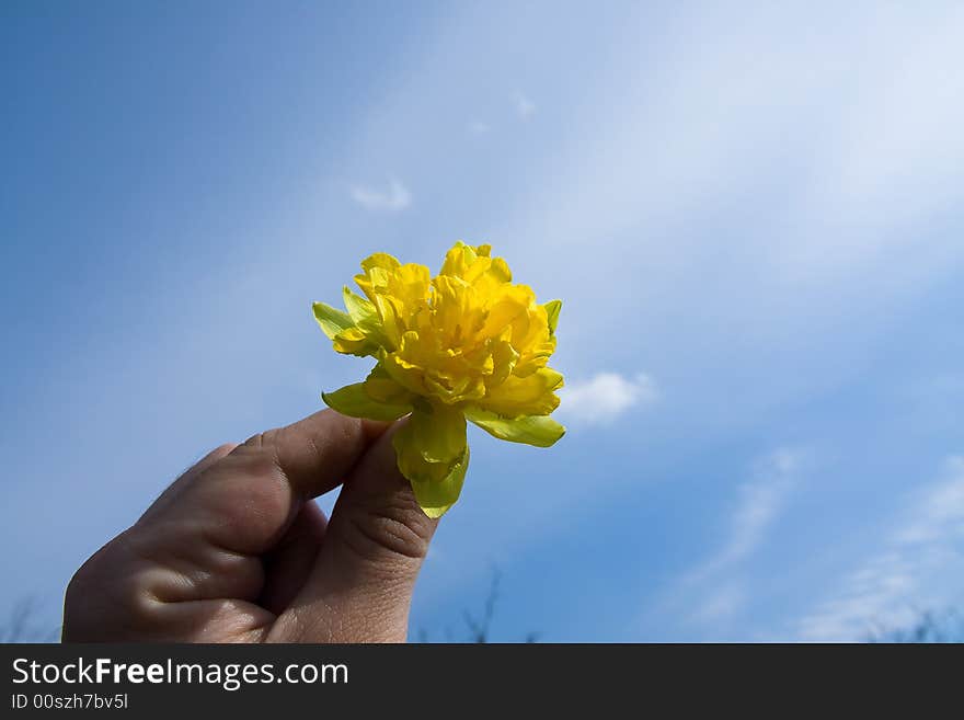 Single yellow flower in the hand under blue sky