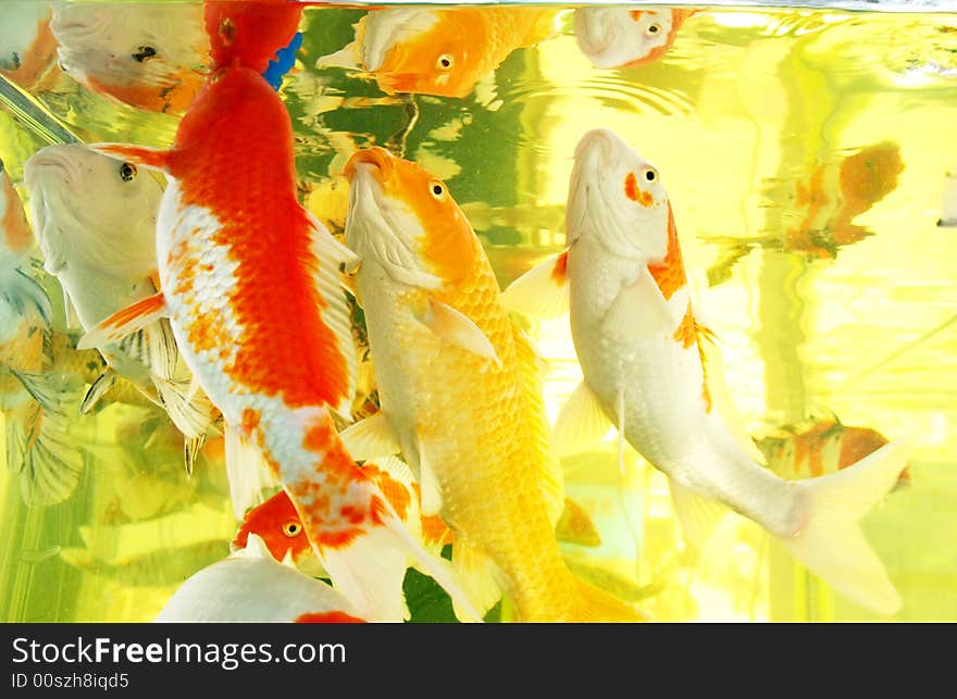 Colorful Kois,brocaded carps swim in the clear water in an aquarium. Colorful Kois,brocaded carps swim in the clear water in an aquarium.