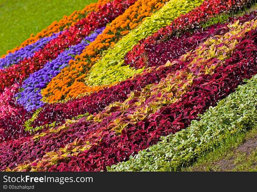 Design of different color flowers, natural background. Design of different color flowers, natural background