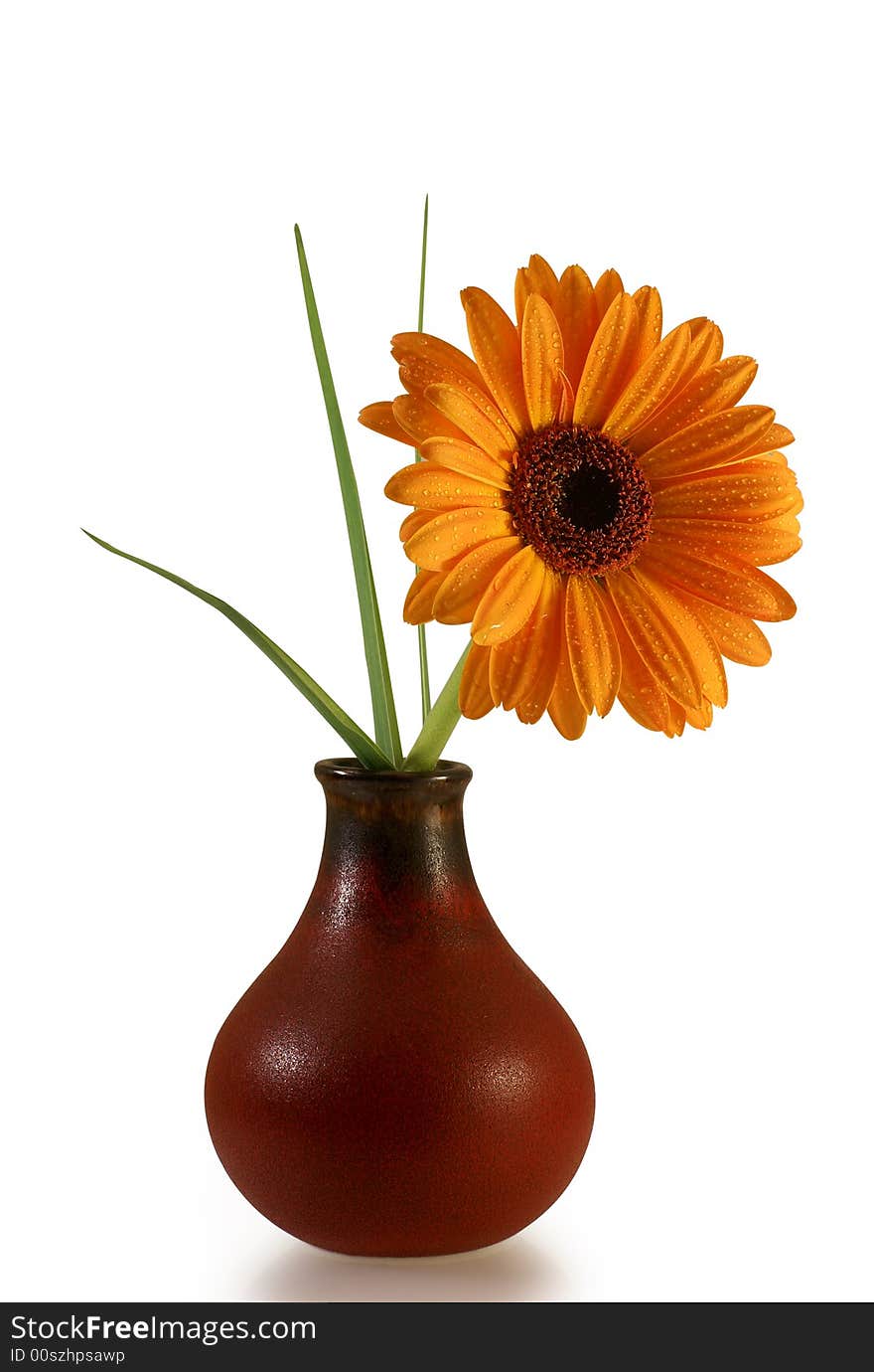 Gerber daisy with droplets over white