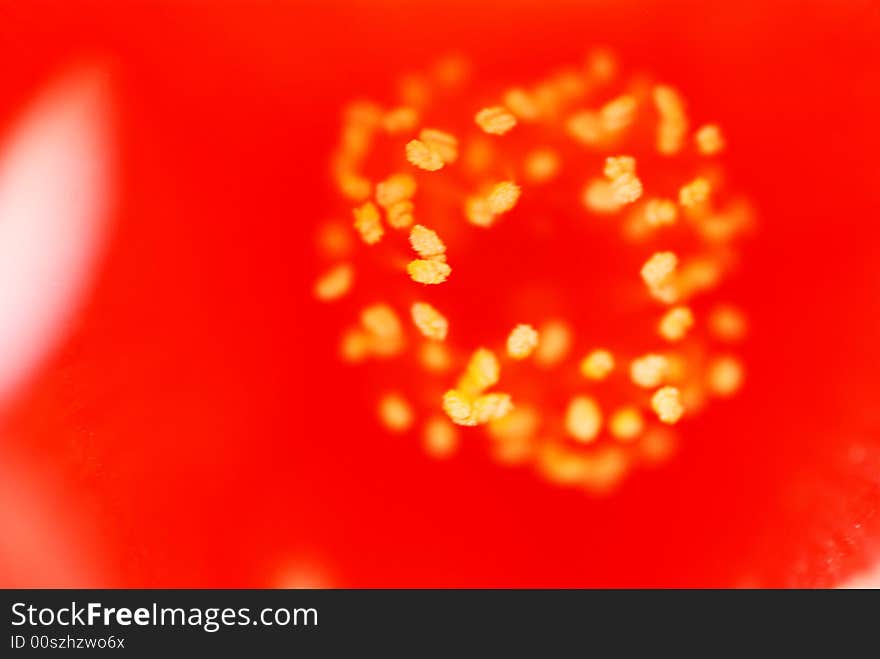 The stamens of red camellia