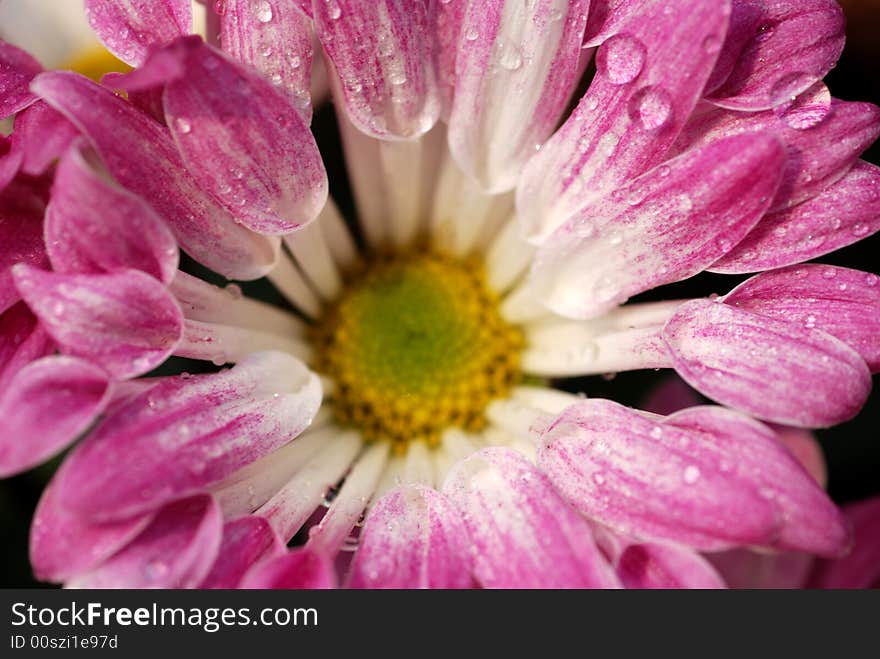 Purple chrysanthemum