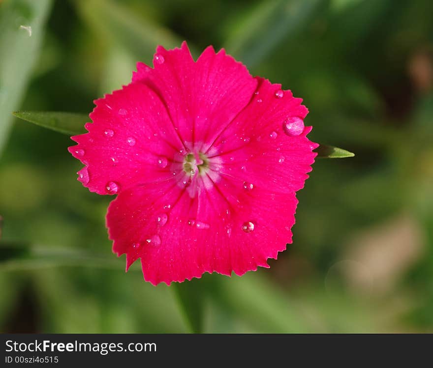 spring Pink,sweet William