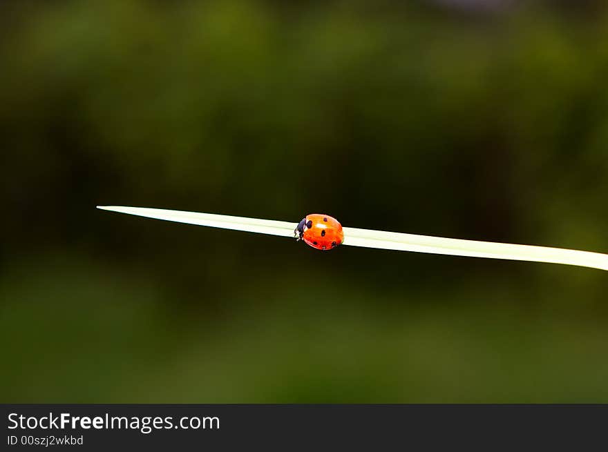 Ladybug on blade over green background