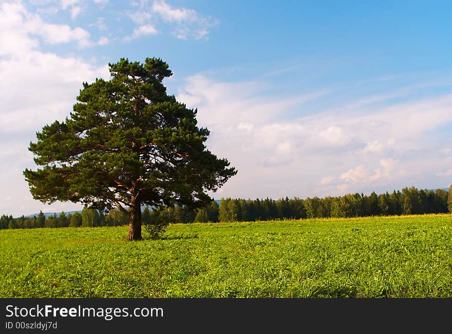 Alone Tree In Field