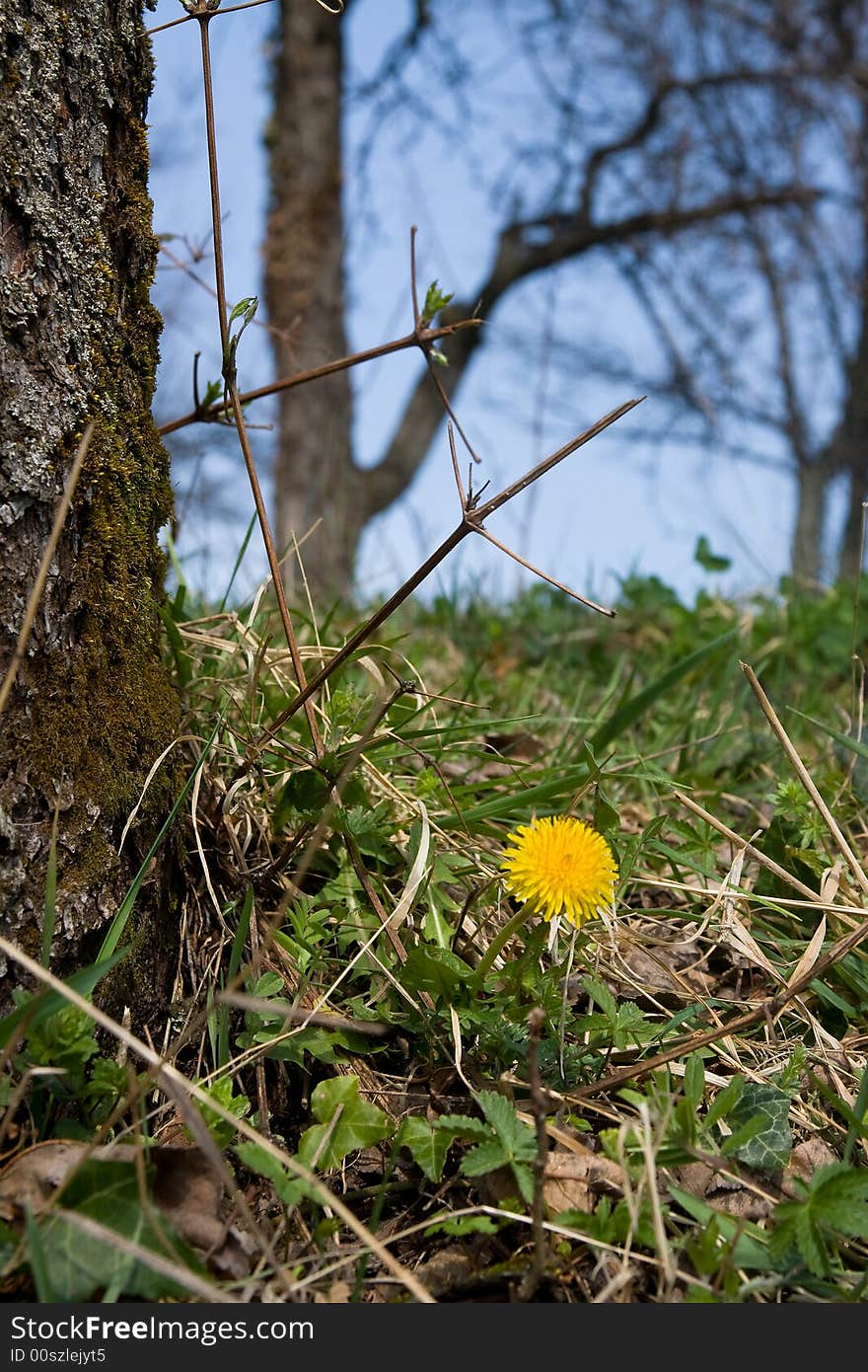 Dandelion Under Tree