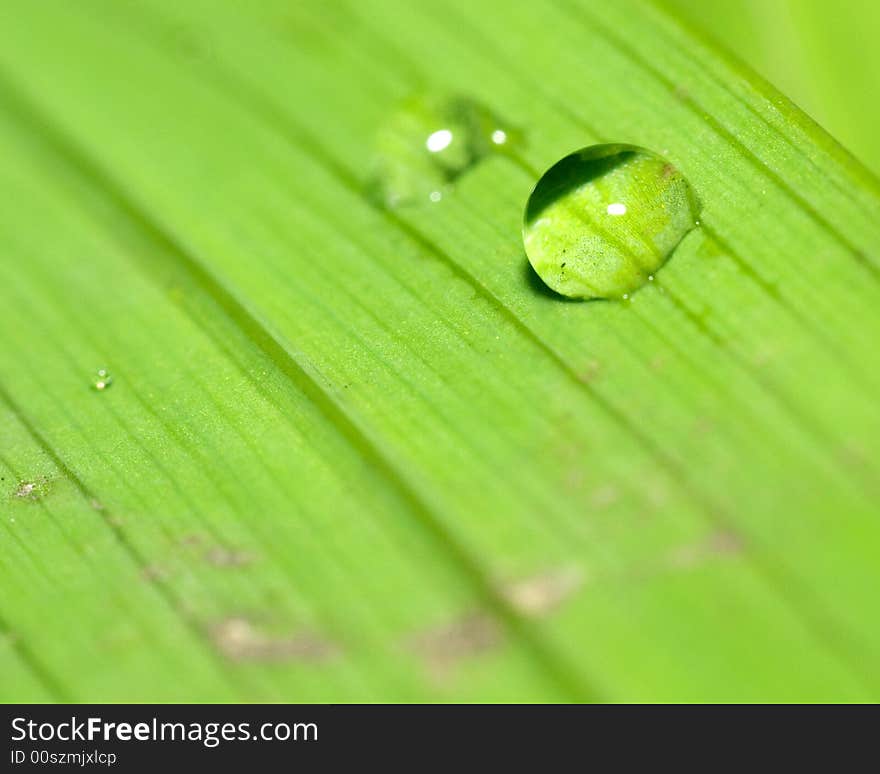 Water droplets on a green leaf