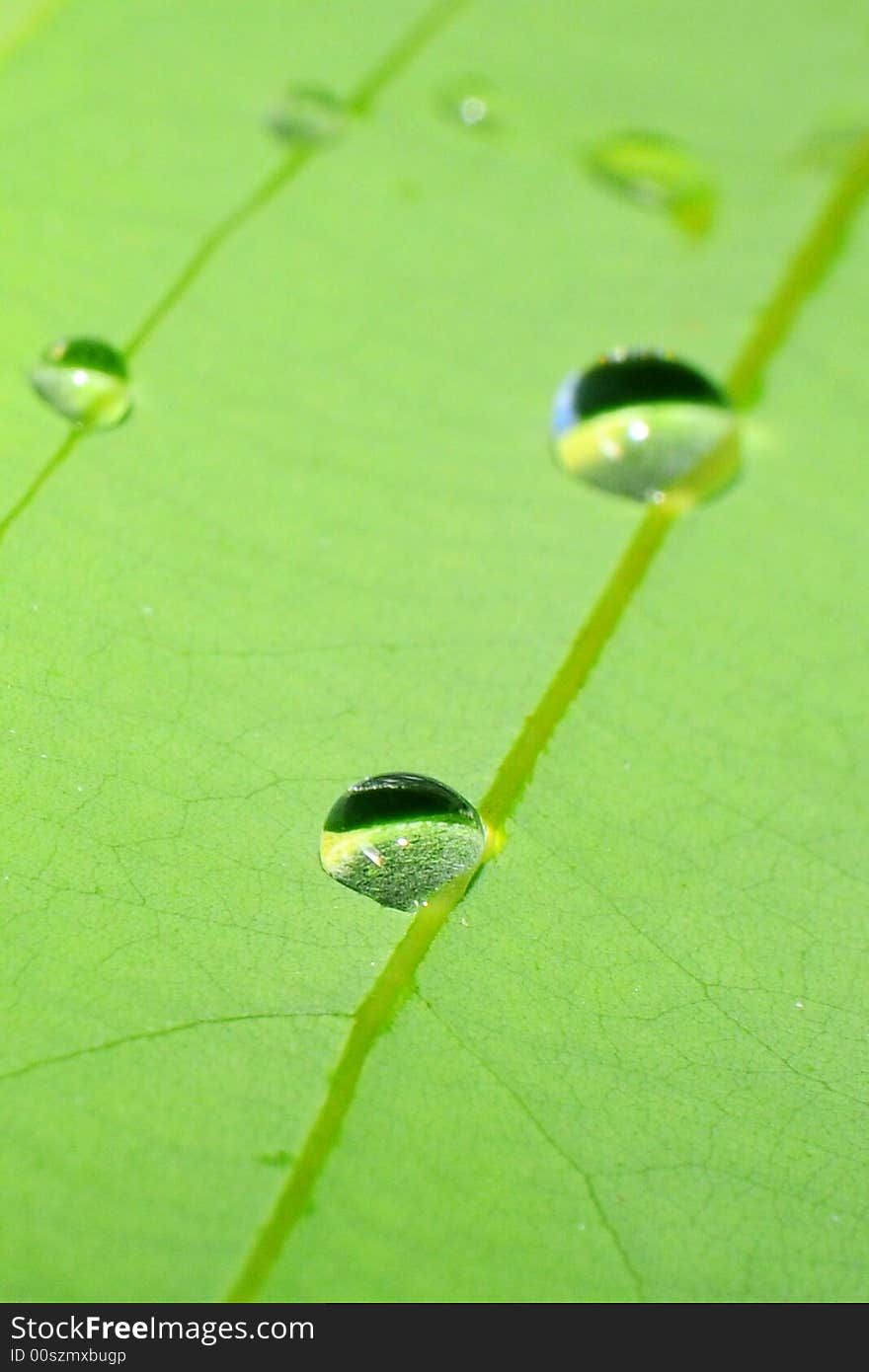 Droplets lining up along the leaf's vein. Droplets lining up along the leaf's vein