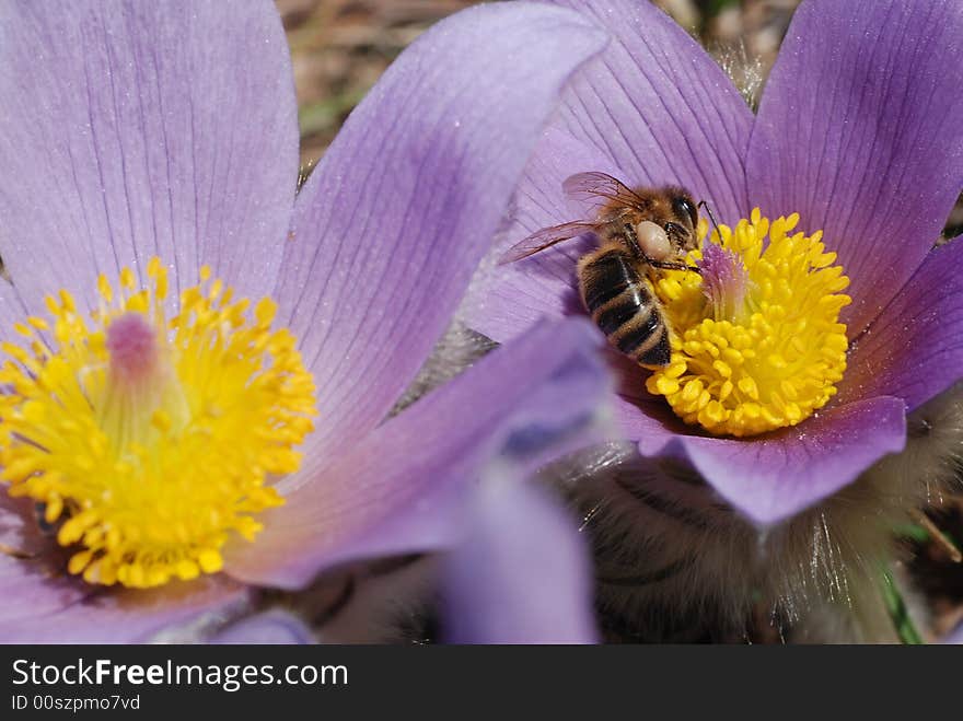 Bee Worker Gathering Honey On Spring Flowers