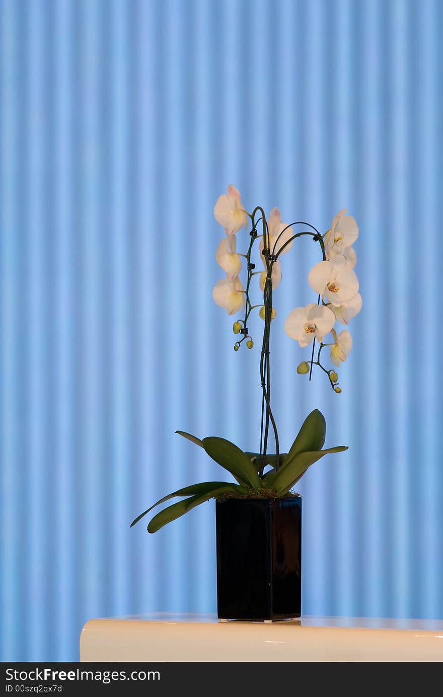 Desk with orchid flower arrangement. Desk with orchid flower arrangement