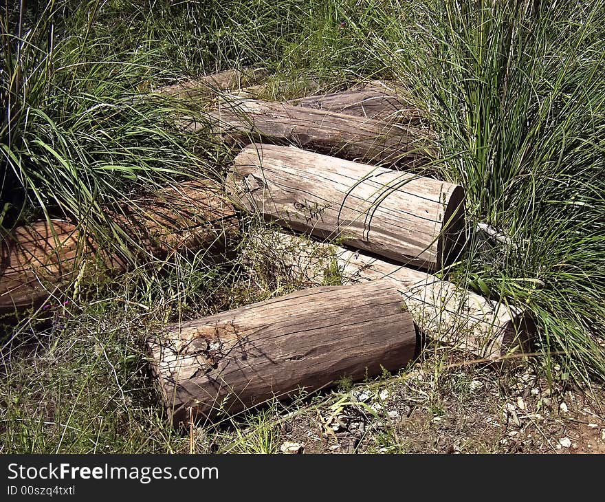 Tree trunks stacked on the forest. Tree trunks stacked on the forest