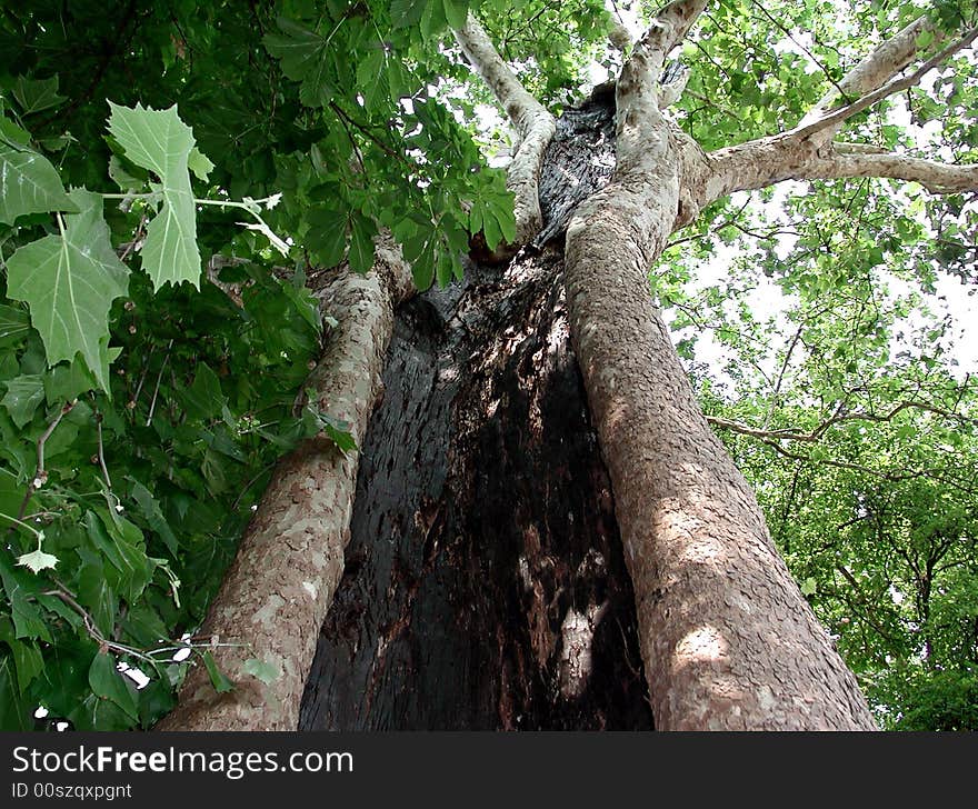 Italian secular tree dug by time