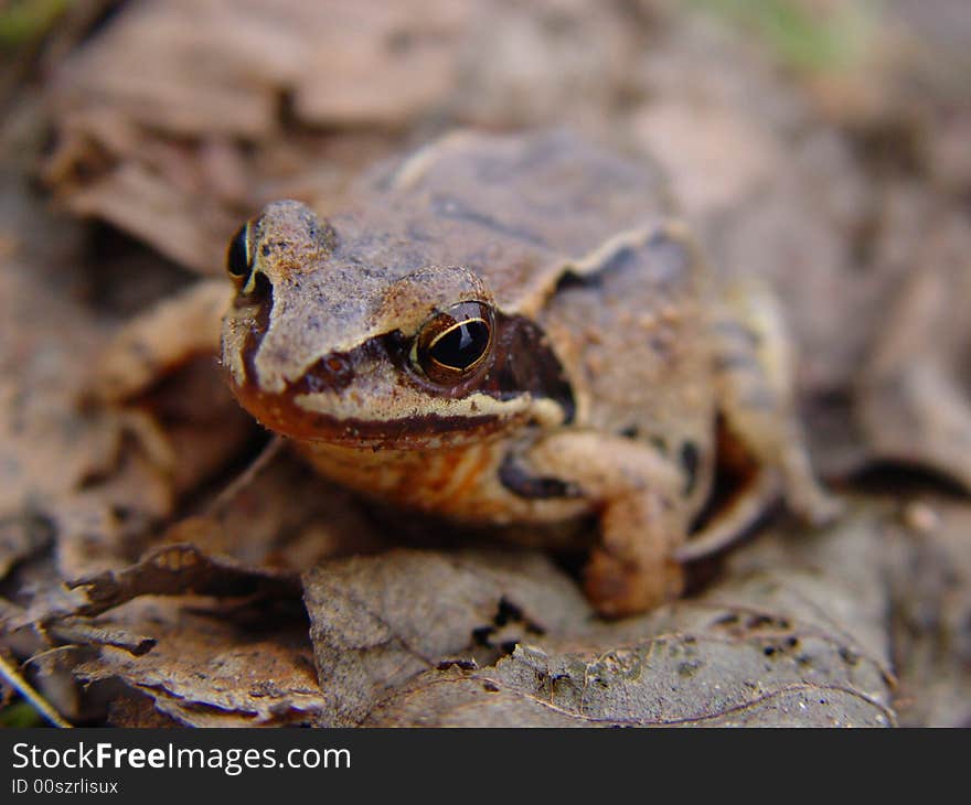 Small frog in the leaves background