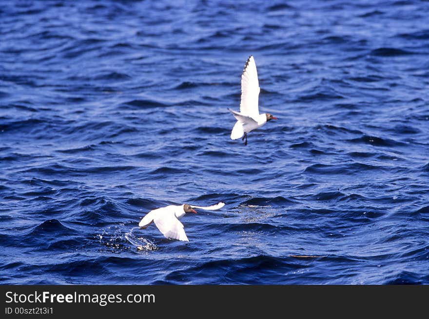 Flying Up The Seagull.