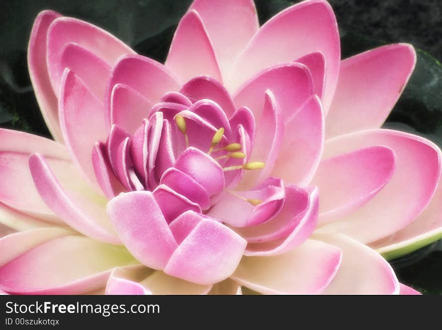 The artificial lotus flower in the garden pond of hotels, its shape is very lifelike. ======== If you want to learn more about China's image, please look at my portfolio. Linqong portfolio