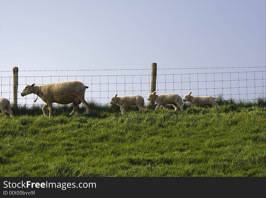 Cheep walking with her kids. Cheep walking with her kids