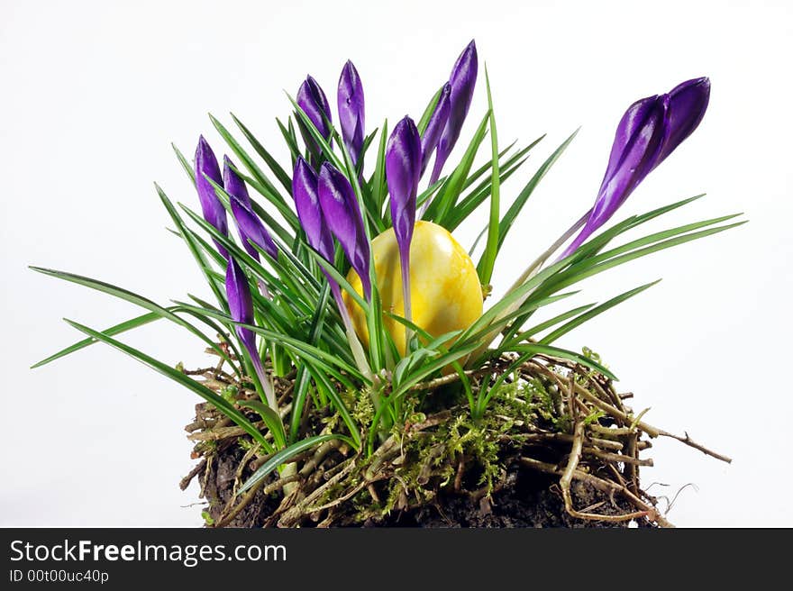 Yellow easter egg in a bed of crocus