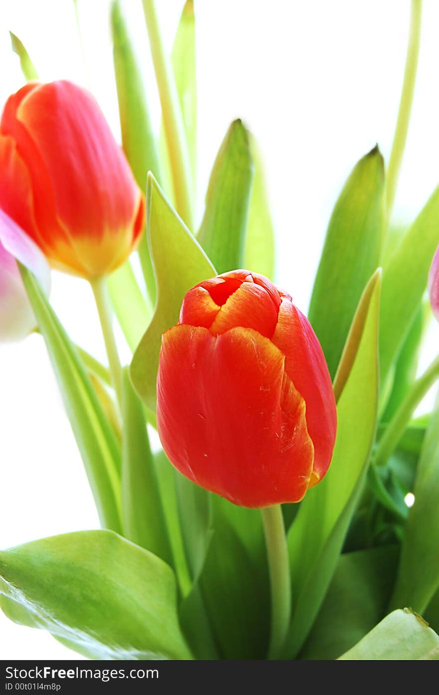 Bouquet of red tulips over white