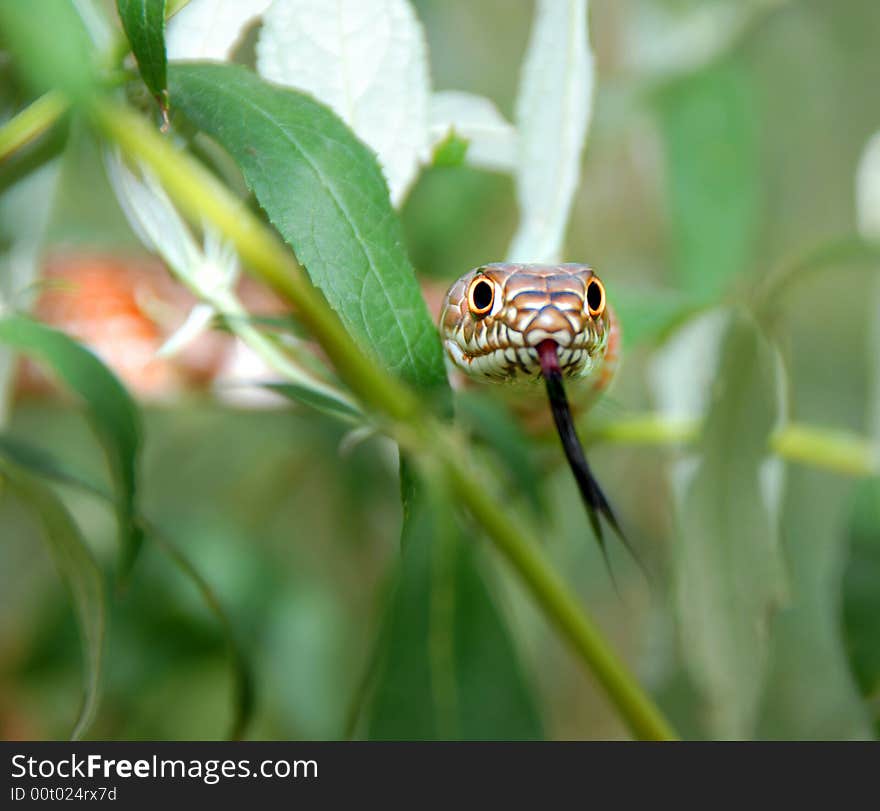 This is a  snake in the bushes with tongue out. This is a  snake in the bushes with tongue out