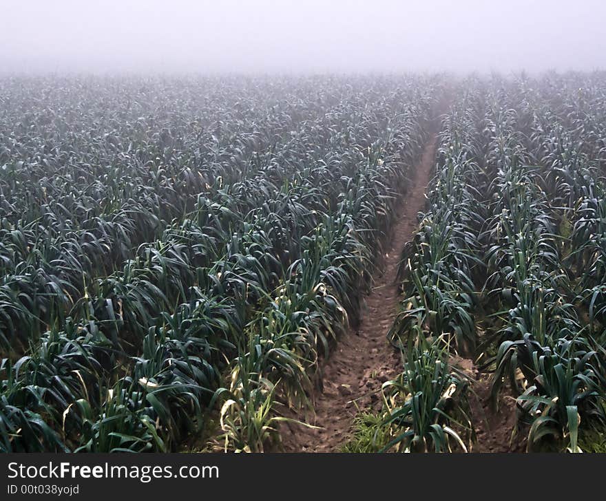 Field Of Leeks