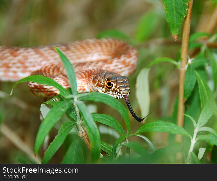 This is a non poisonous hog nose snake in the garden looking around. This is a non poisonous hog nose snake in the garden looking around