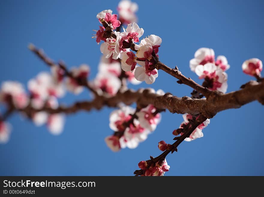 Apricot tree spring blossoms, shallow DoF