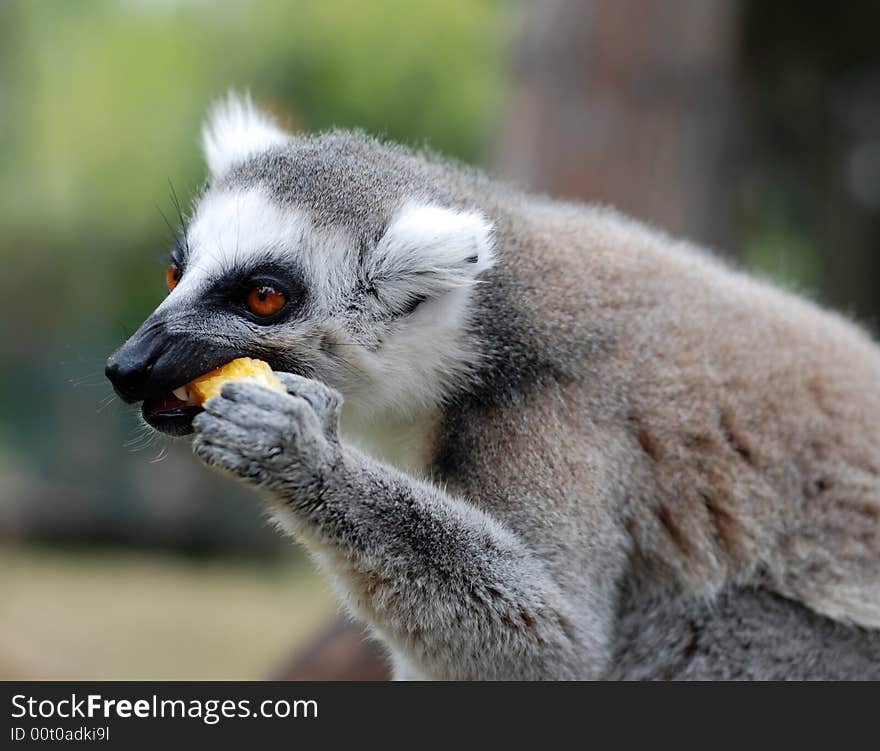 Breakfast of lemur