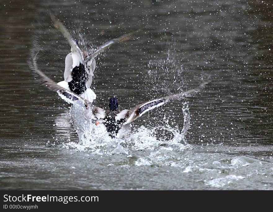 Mallards chasing each other in the pond