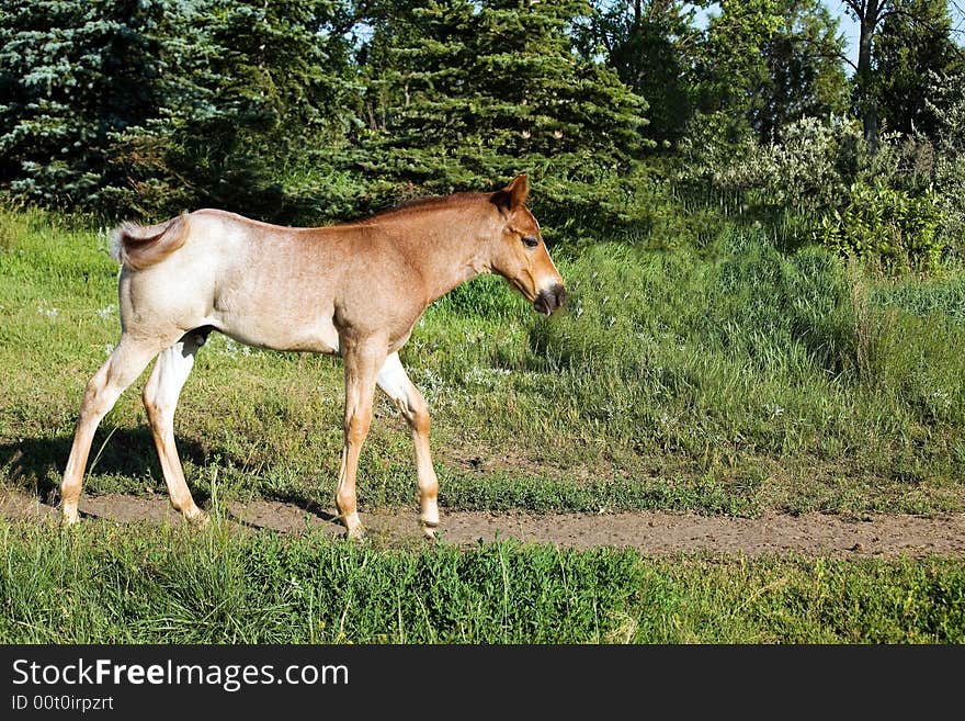 Red roan quarter horse foal green foliage in background. Red roan quarter horse foal green foliage in background