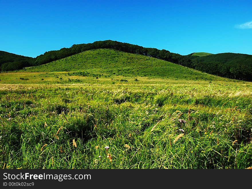 Meadow, summer background, green grass, forest hills, blue sky, landscape